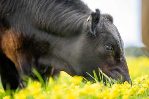 Paraguayan beef exports 2024 - global trade benefits