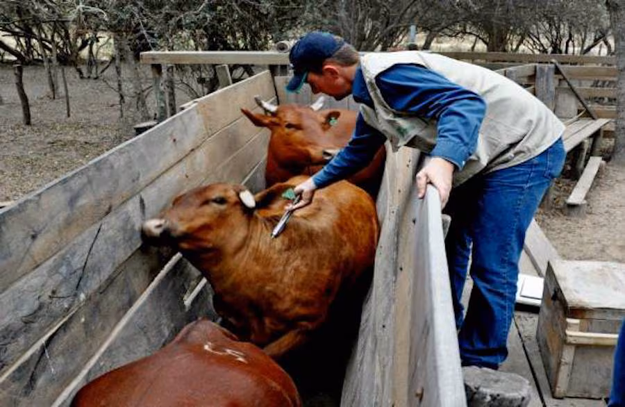 Foot-and-mouth disease vaccination in Paraguay: livestock protection and exports